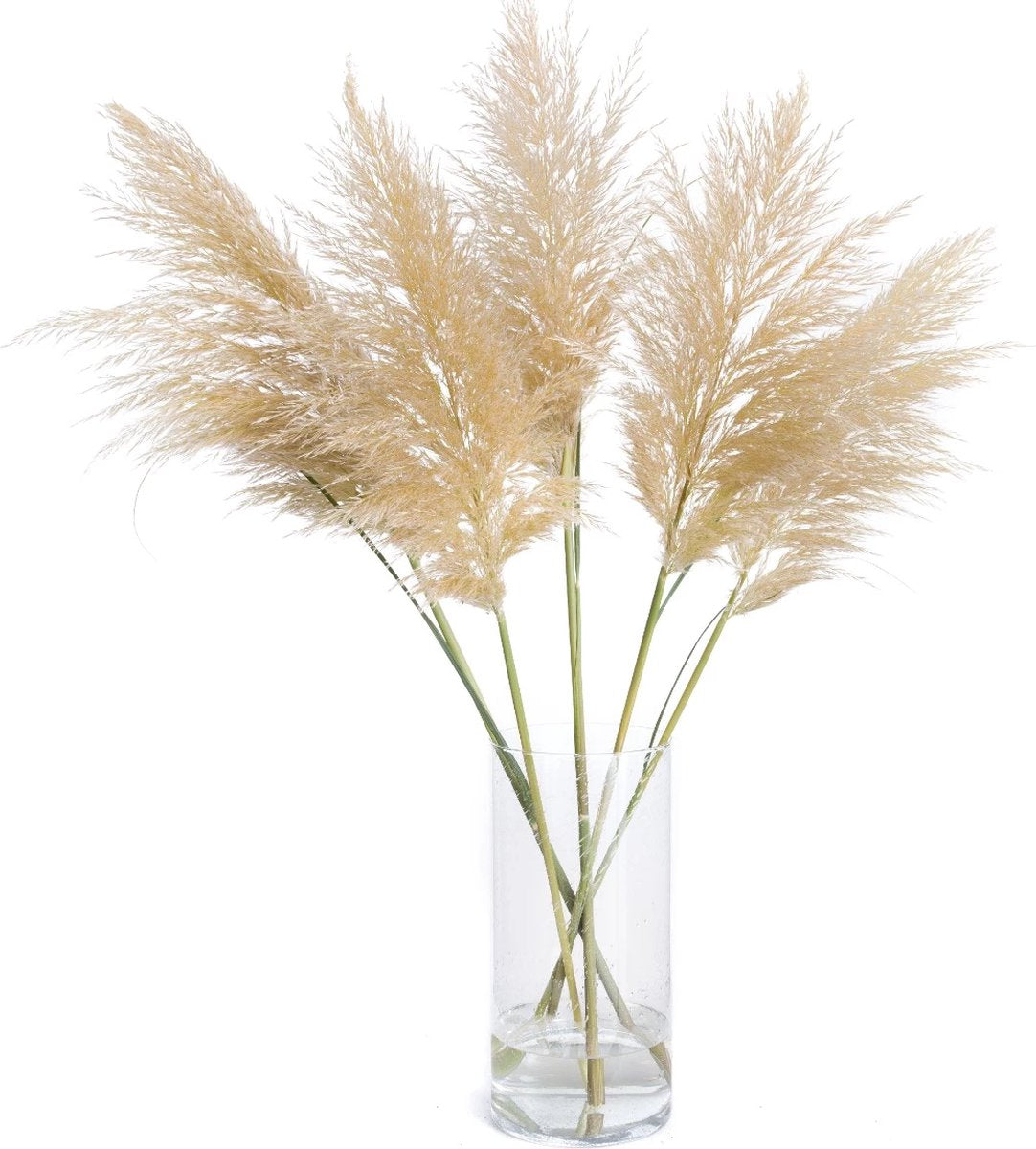 Pampasgras 115 cm - Droogbloemen