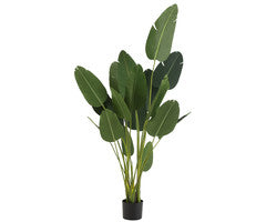 J-line Kunst Strelitzia 238 cm